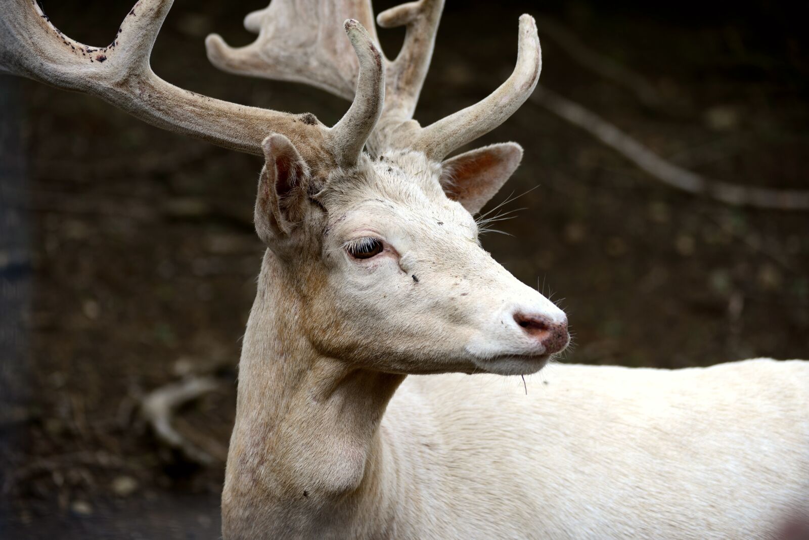 Nikon D610 sample photo. Fallow deer, white fallow photography