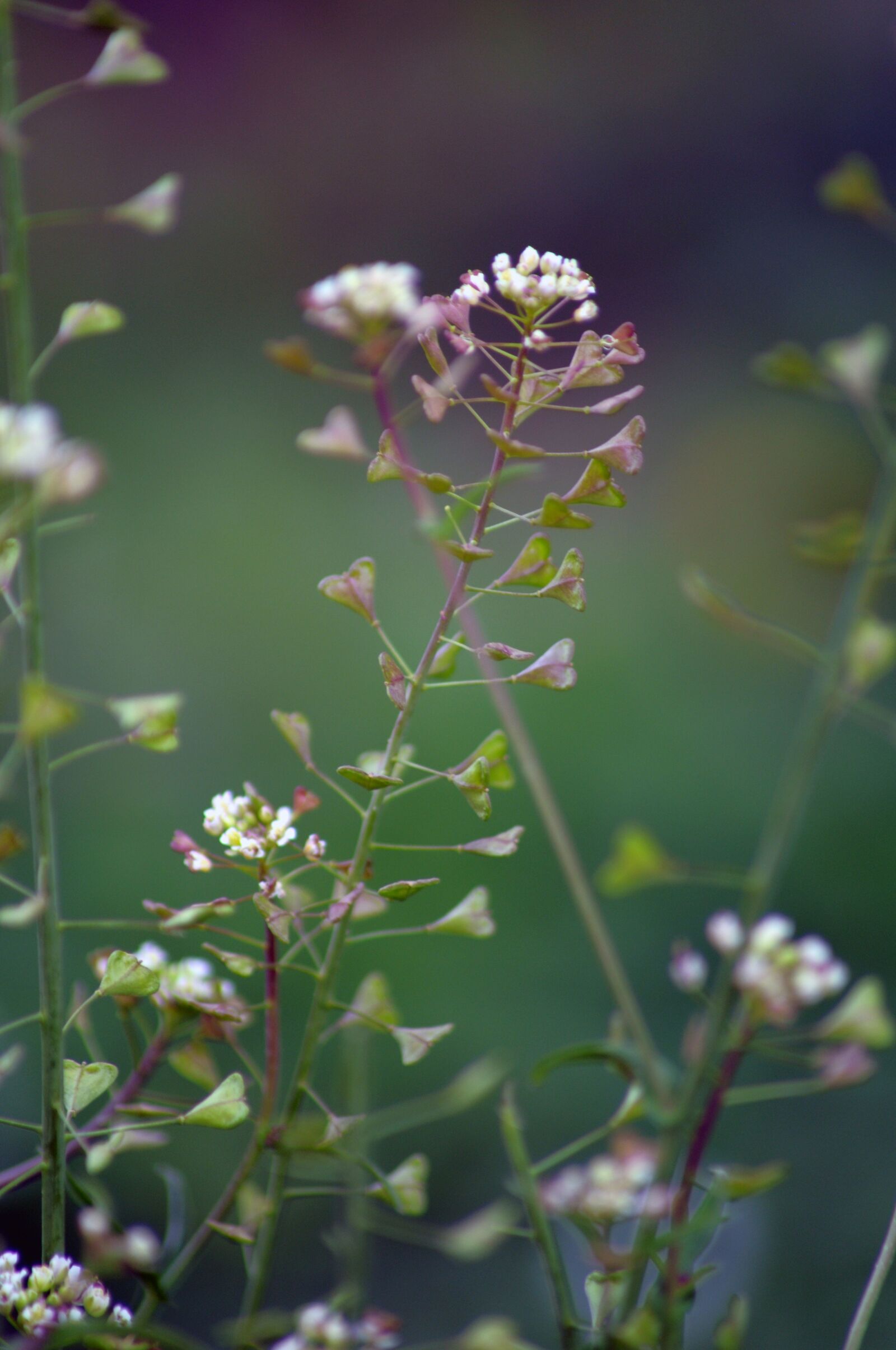 Nikon D5000 sample photo. Borsapastore, grass, flower photography