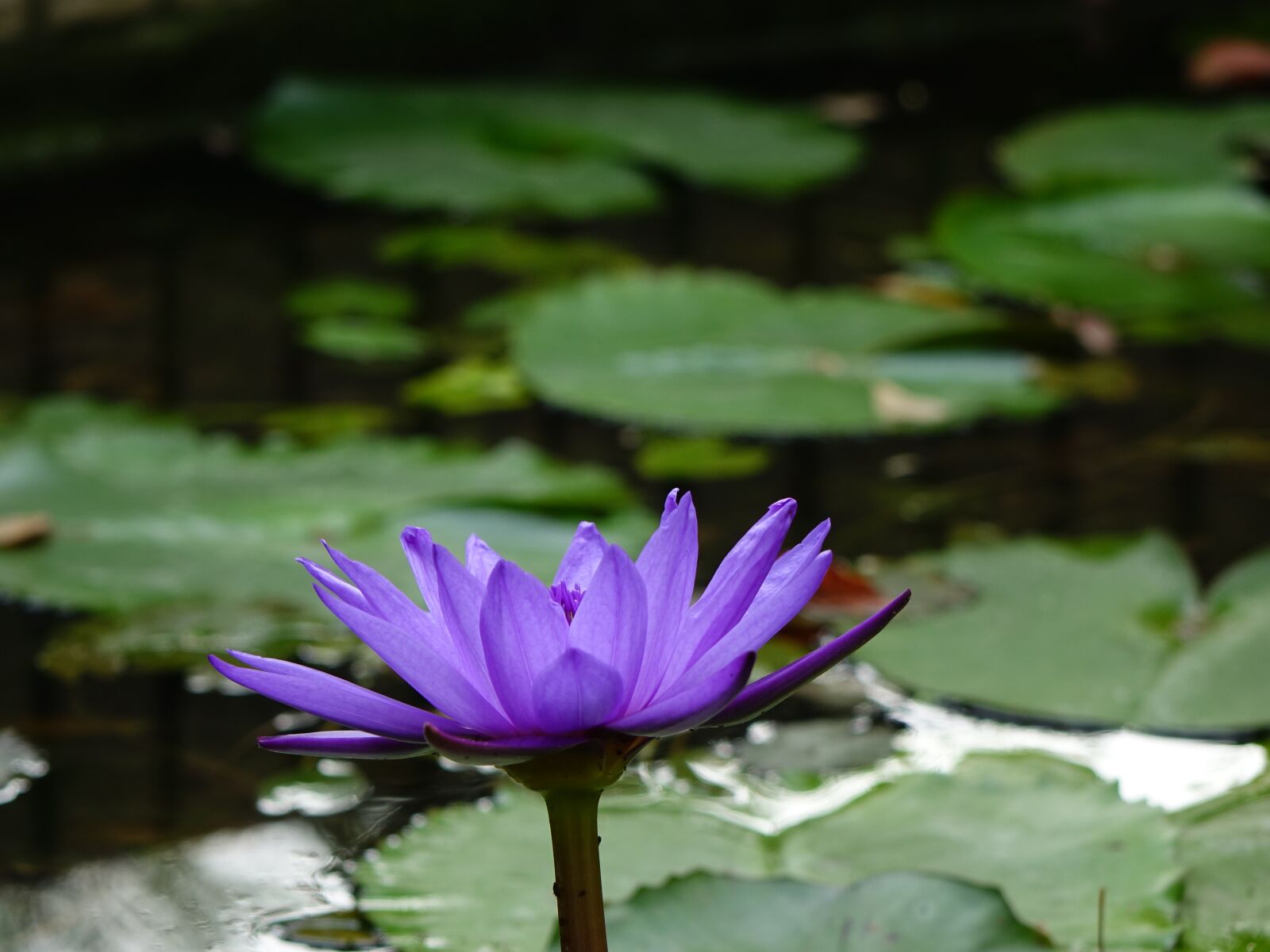 Sony Cyber-shot DSC-RX10 sample photo. Perfume flowers, lotus, xiang photography