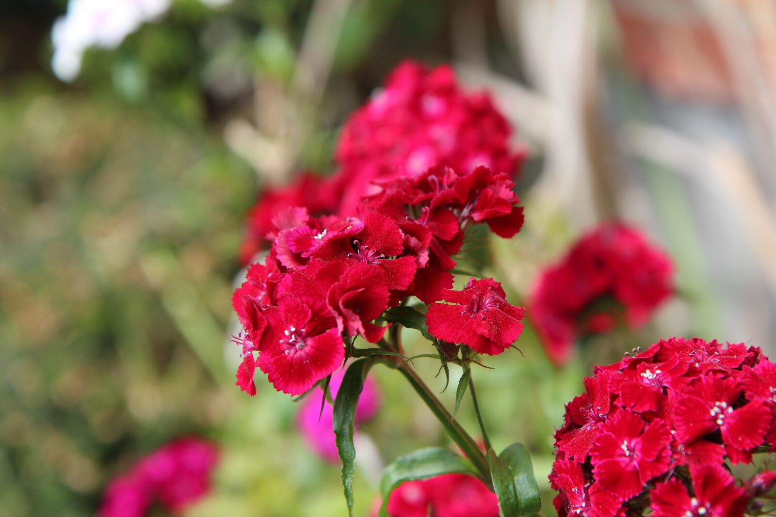 Canon EOS 600D (Rebel EOS T3i / EOS Kiss X5) + Sigma 12-24mm f/4.5-5.6 EX DG ASPHERICAL HSM + 1.4x sample photo. Sweet william, carnations, flowering photography