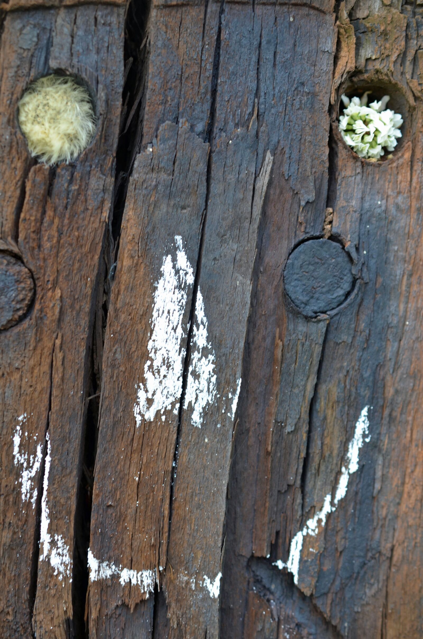 Nikon D5100 sample photo. Face, wood, brown photography