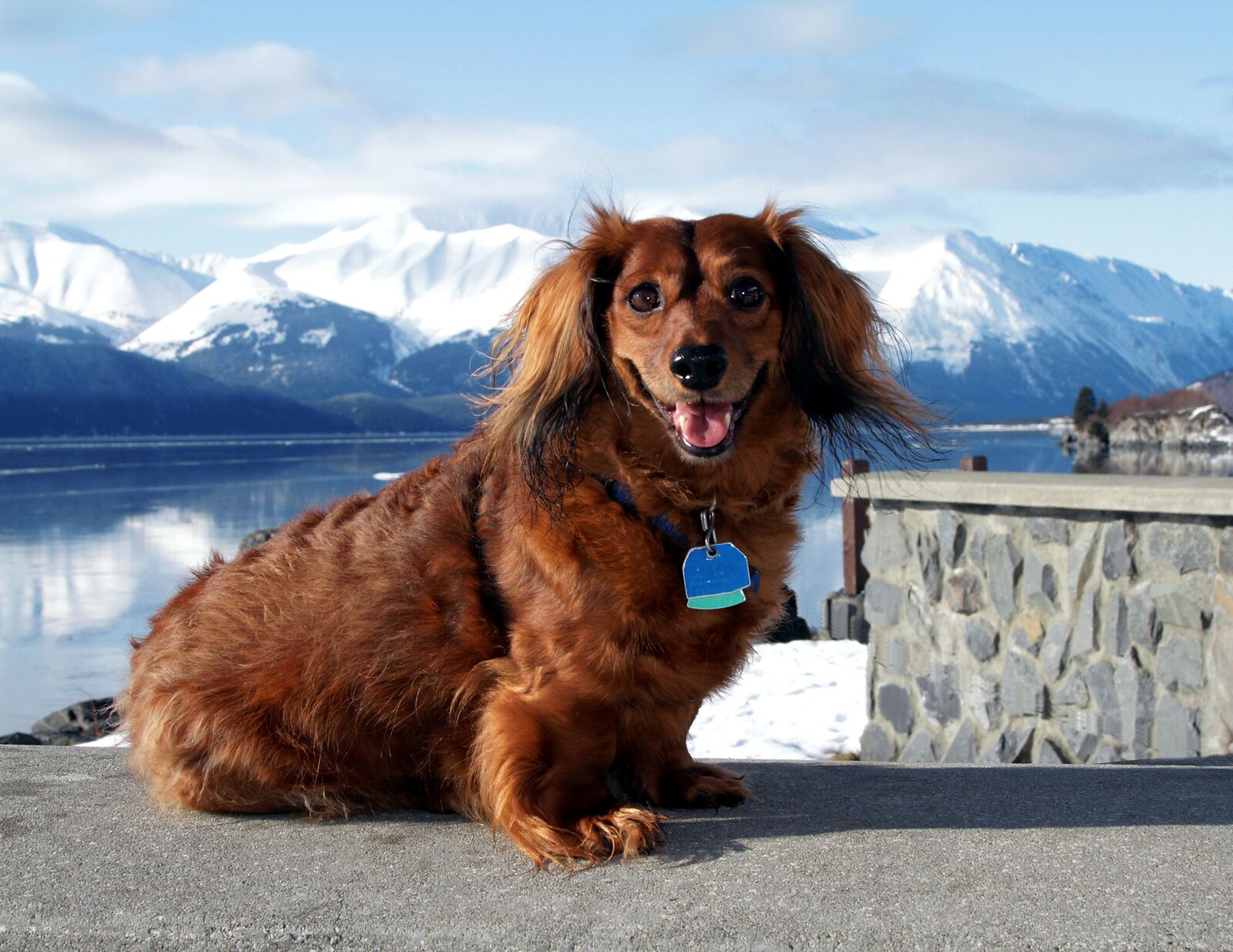 Canon EOS 7D sample photo. Dog, dachshund, king photography