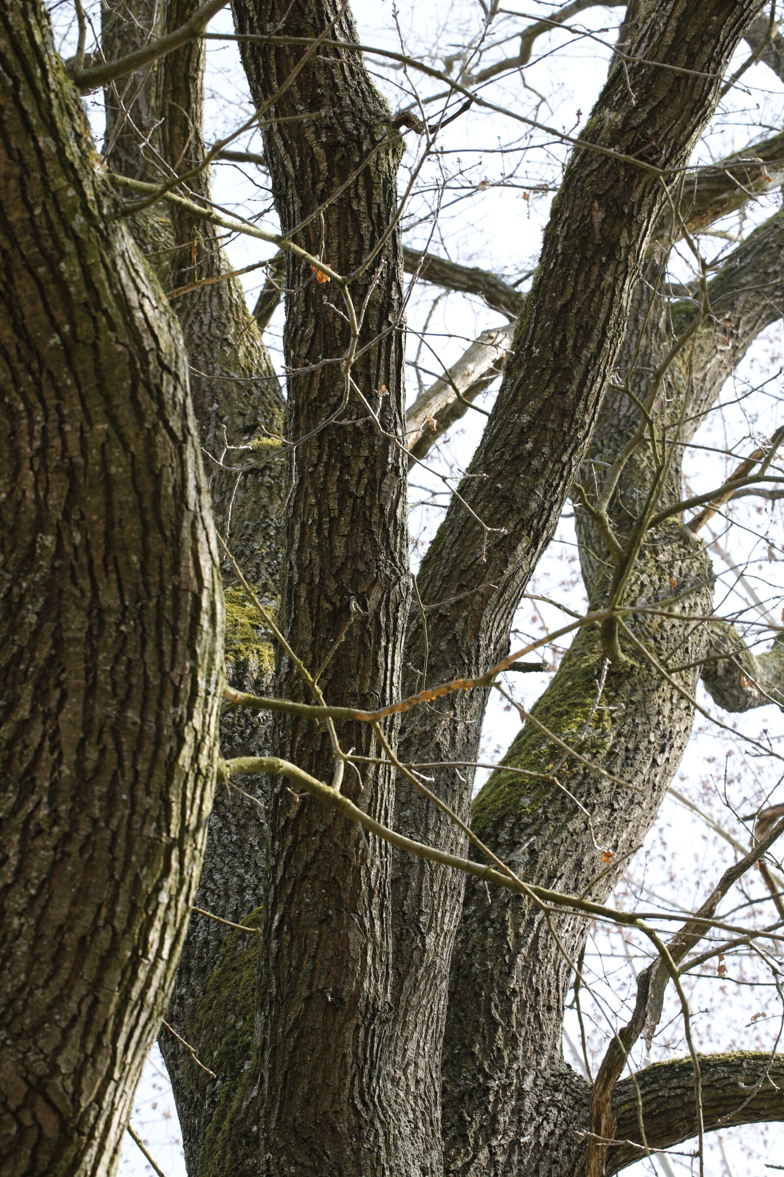 Canon EF 100mm F2.8L Macro IS USM sample photo. Tree, bark, wood photography