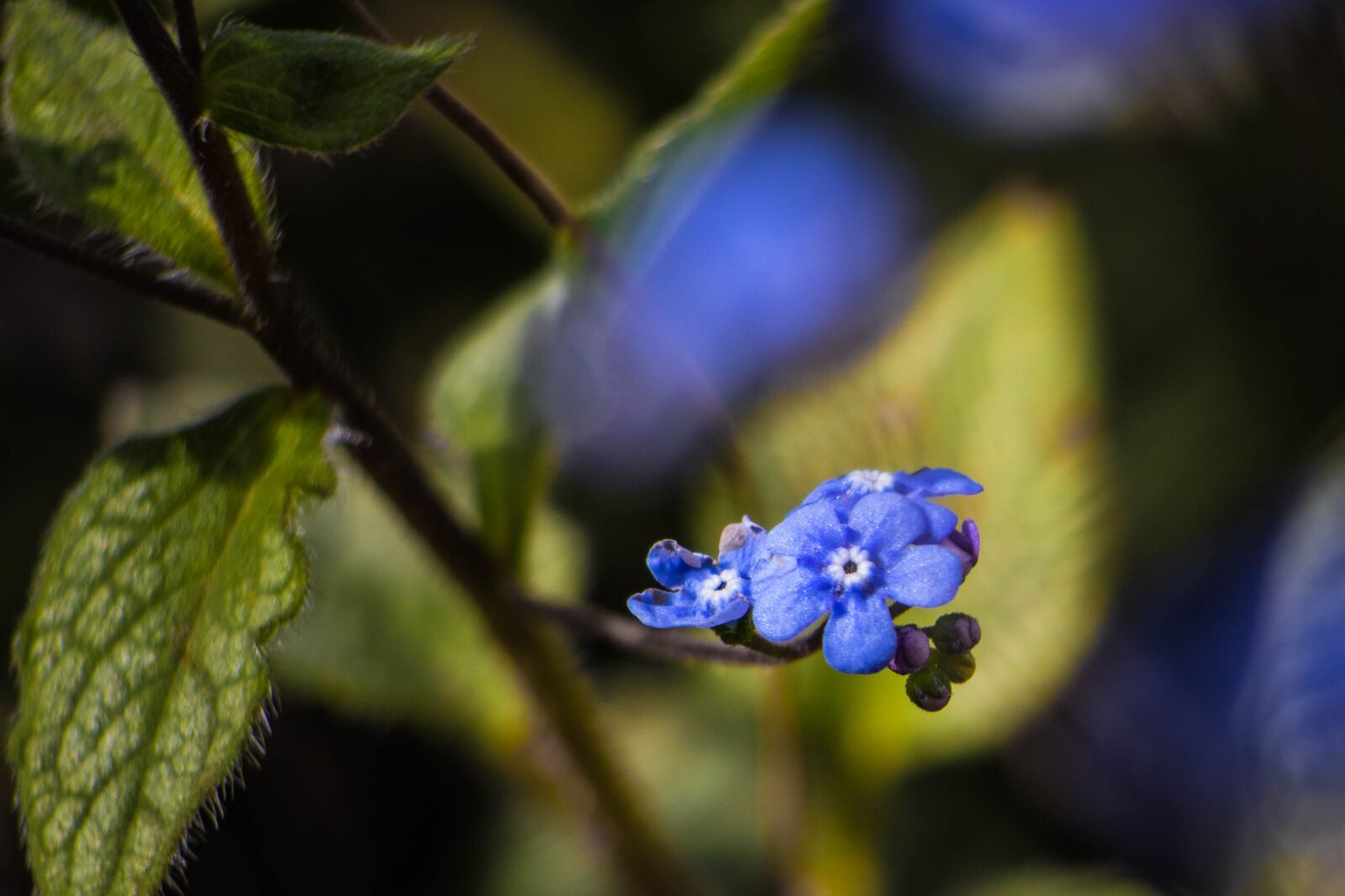 Canon EOS 200D (EOS Rebel SL2 / EOS Kiss X9) sample photo. Forget-me-not, flowers, flower photography
