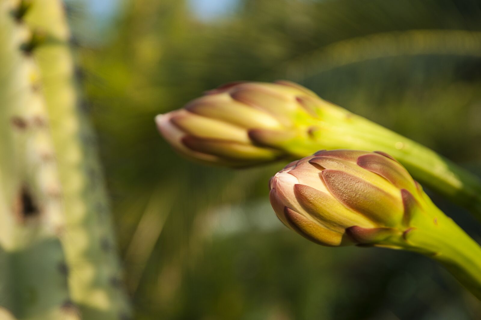 Nikon D700 sample photo. Cactus blossom, croatia, macro photography