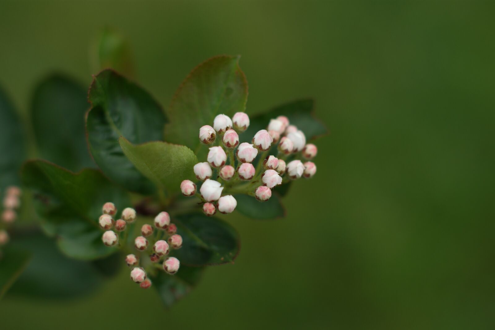 Sony Alpha DSLR-A390 sample photo. Aronia, flower, flower chokeberry photography