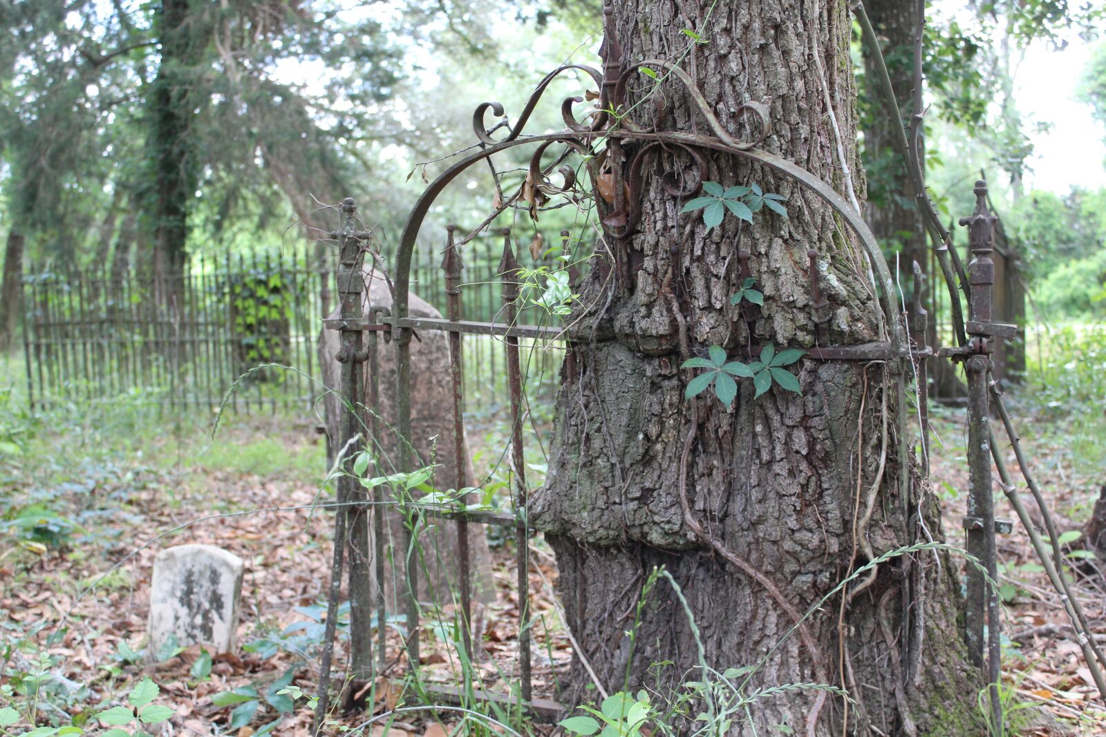 Canon EOS 1300D (EOS Rebel T6 / EOS Kiss X80) sample photo. Old, gate, cemetery photography