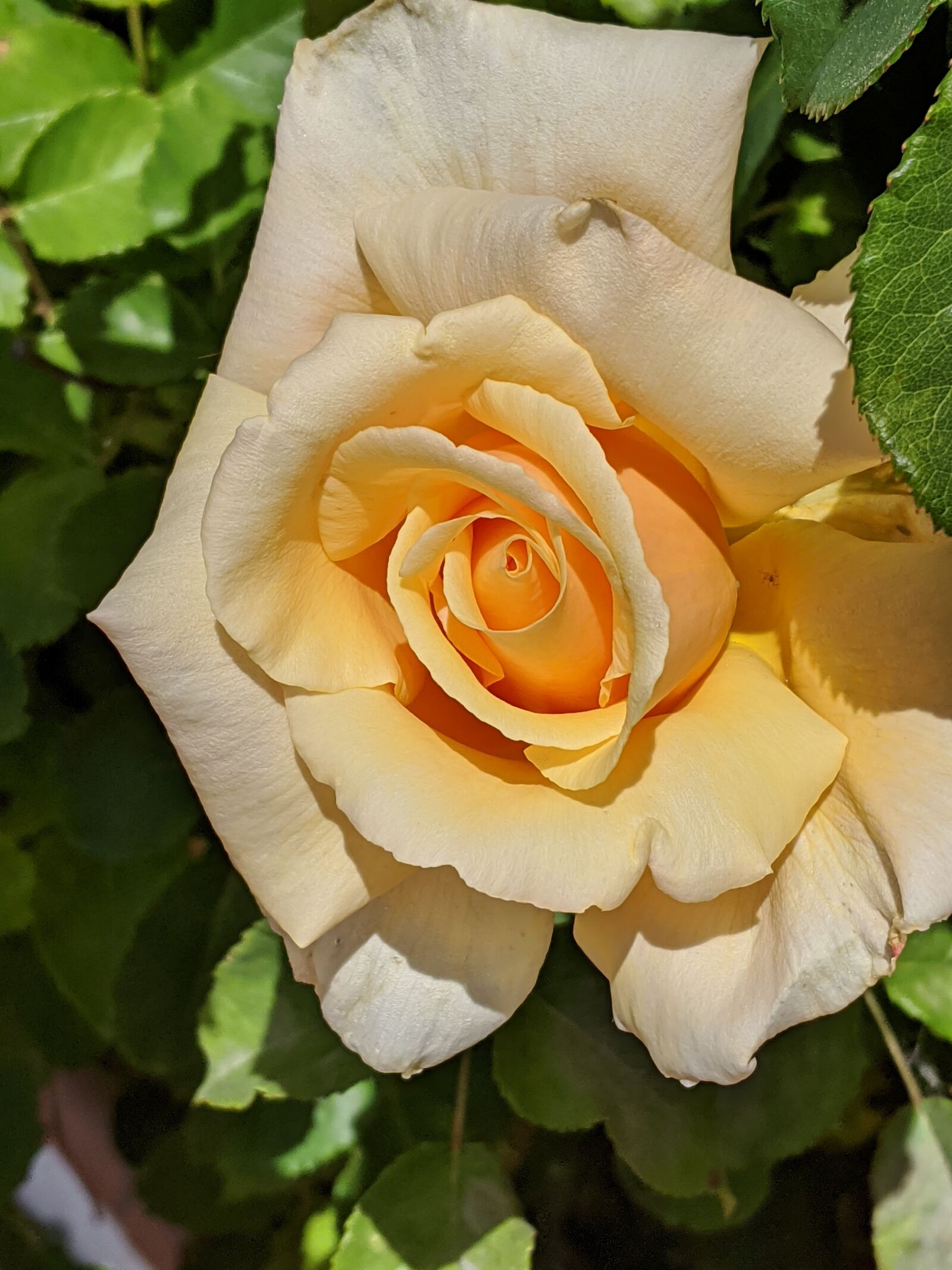 Google Pixel 3a sample photo. Rose, flower, yellow photography