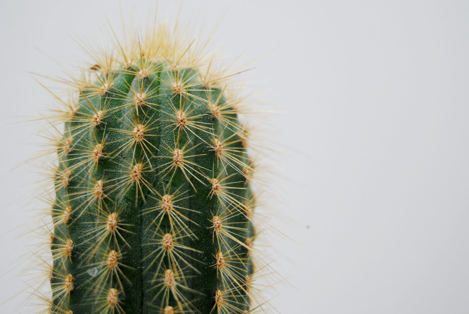 Nikon D3000 sample photo. Cactus, plant, thorns photography