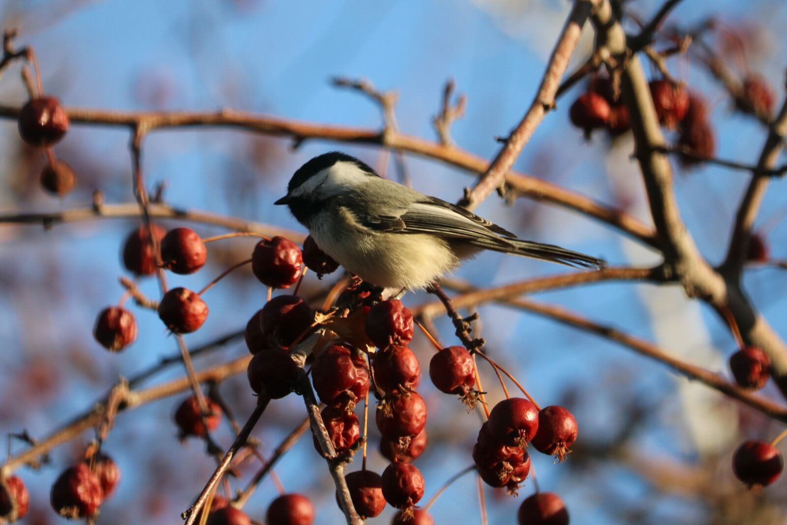 Canon EOS 750D (EOS Rebel T6i / EOS Kiss X8i) + Canon EF-S 55-250mm F4-5.6 IS STM sample photo. Chickadee, nature, wildlife photography