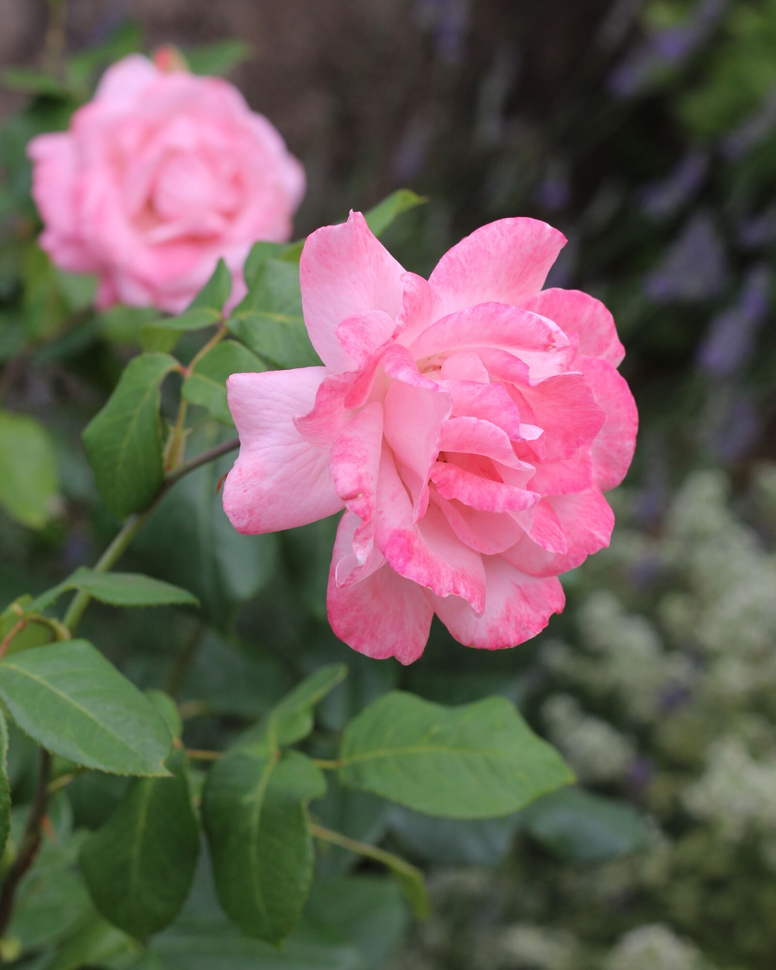 Canon EOS 700D (EOS Rebel T5i / EOS Kiss X7i) sample photo. Nature, flowers, bloom photography
