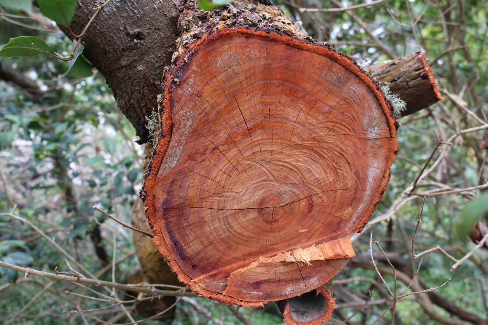 Canon EOS 100D (EOS Rebel SL1 / EOS Kiss X7) sample photo. Wood, tree, nature photography