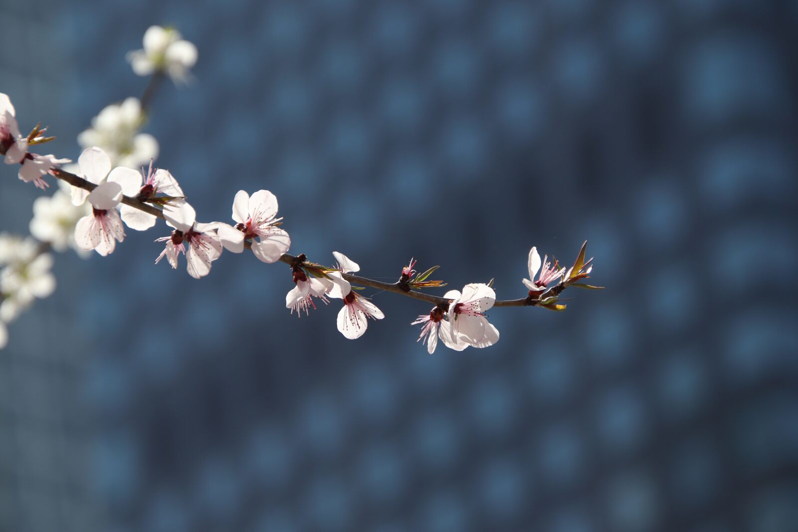 Canon EOS 800D (EOS Rebel T7i / EOS Kiss X9i) sample photo. Spring, flowers, spring flower photography