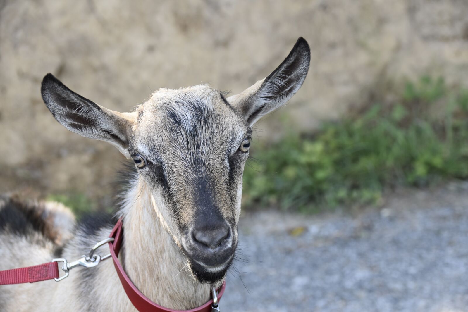 Nikon D5600 sample photo. Goat, goat motte, ruminants photography