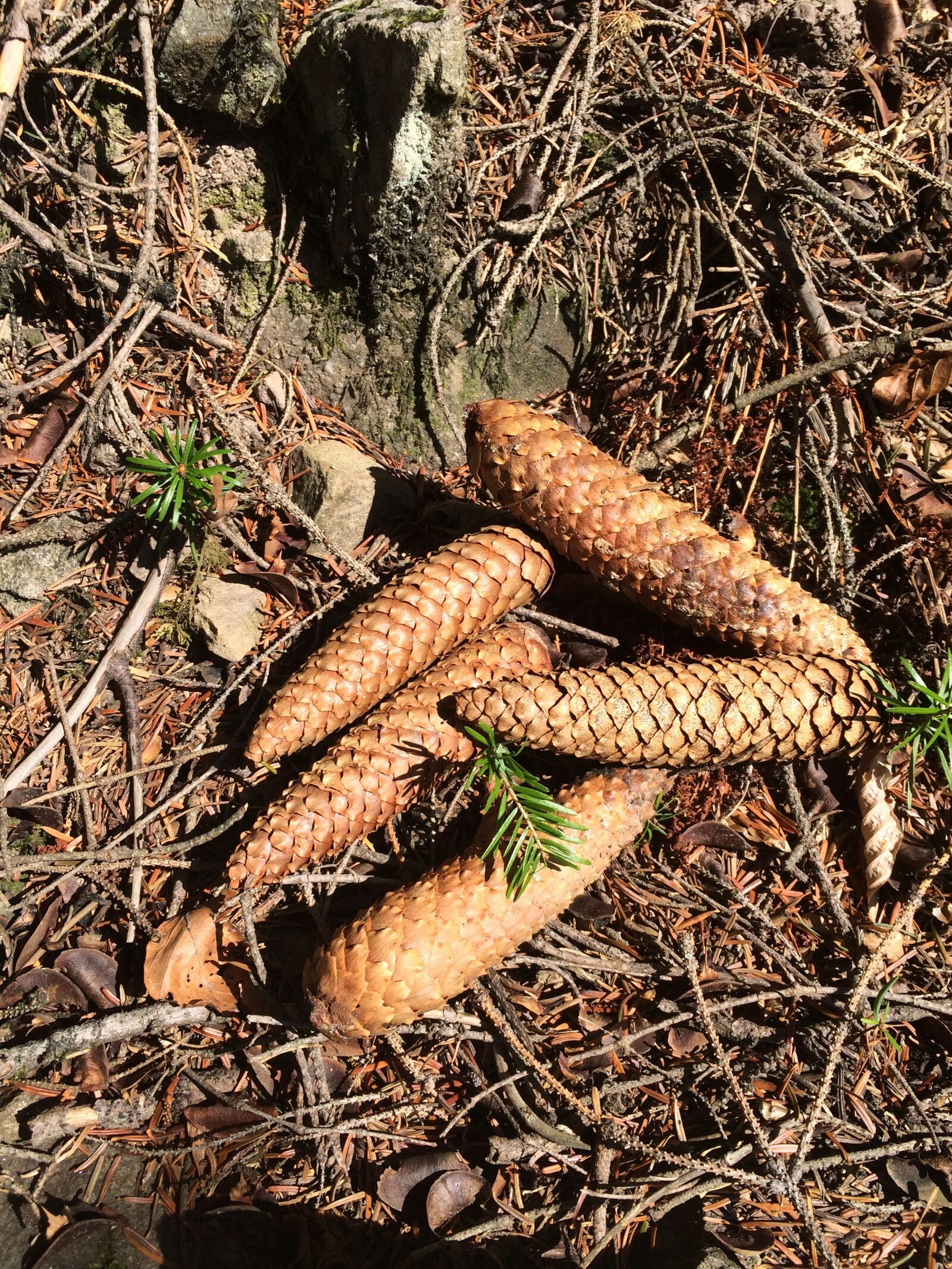 iPhone 5s back camera 4.15mm f/2.2 sample photo. Cone, cones, forest photography