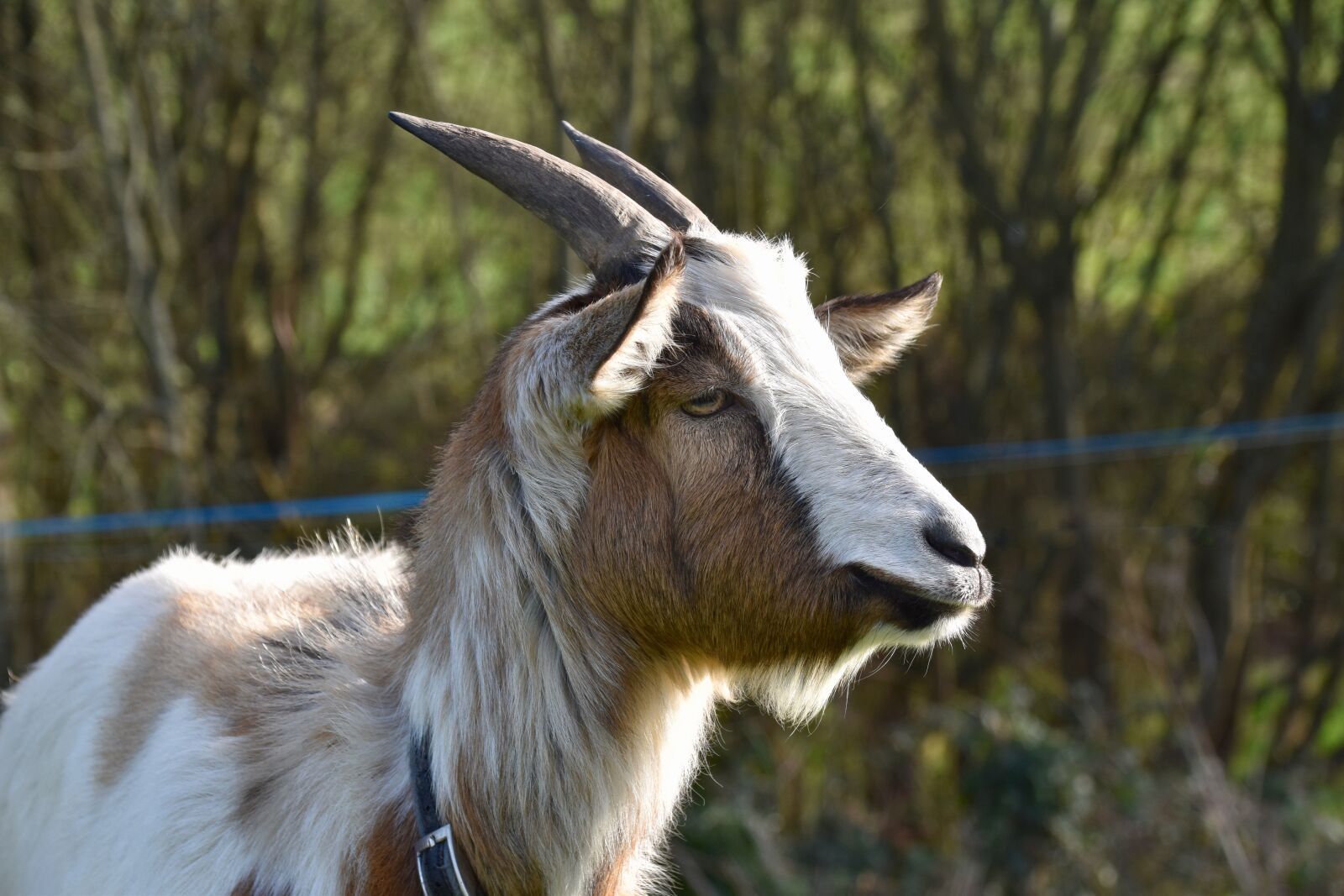 Nikon D5600 sample photo. Goat, goat baby goat photography