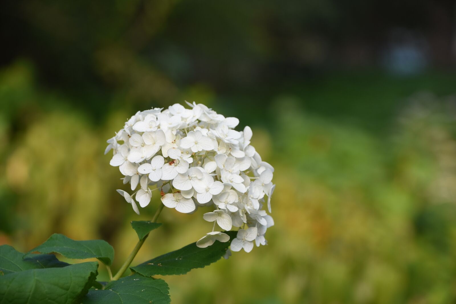 Nikon D7200 sample photo. Hydrangea viburnum, flower, white photography