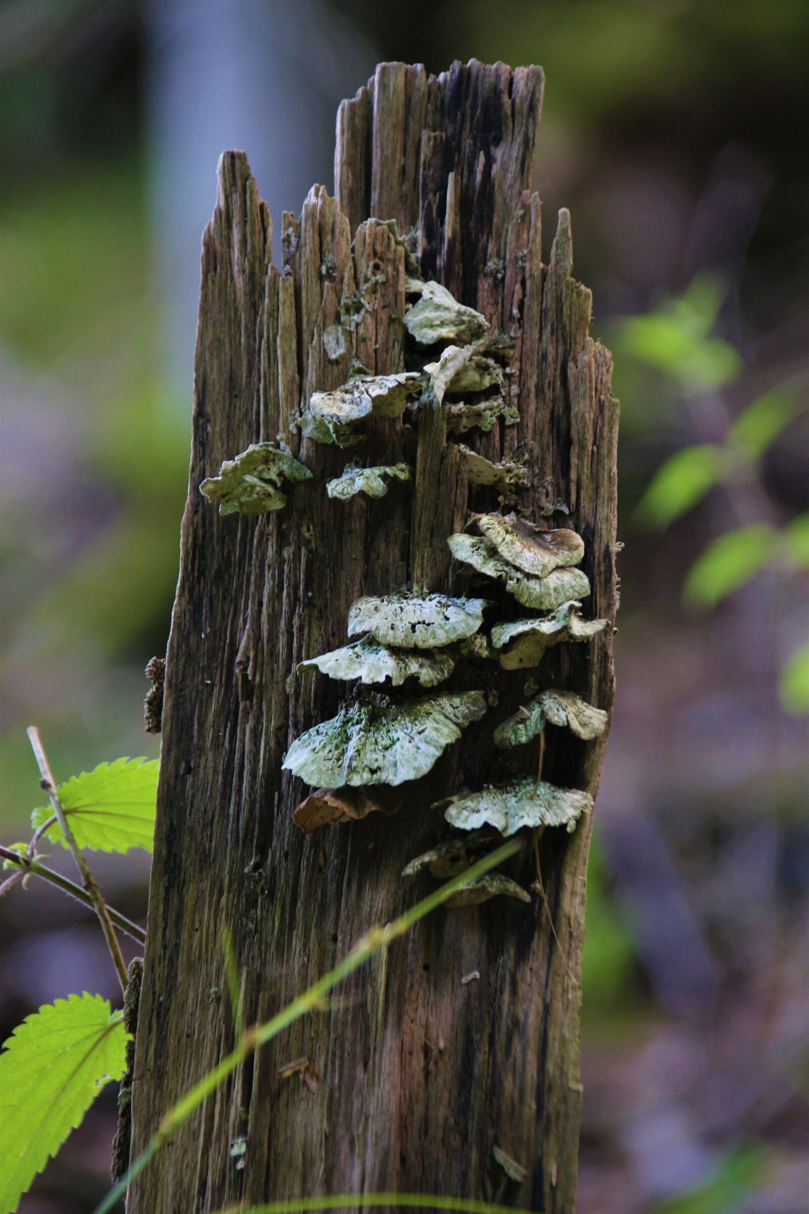 Canon EOS 700D (EOS Rebel T5i / EOS Kiss X7i) sample photo. Mushroom, forest, autumn photography