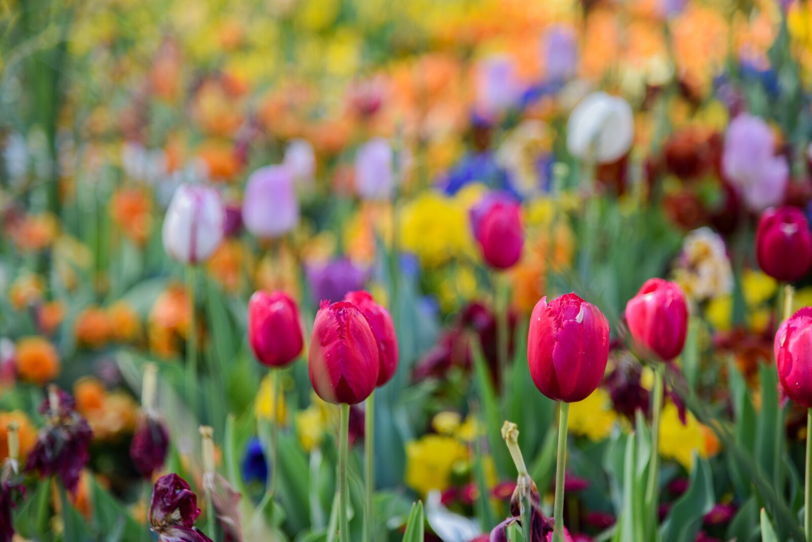 Nikon D750 sample photo. Tulip, colour, flowers photography