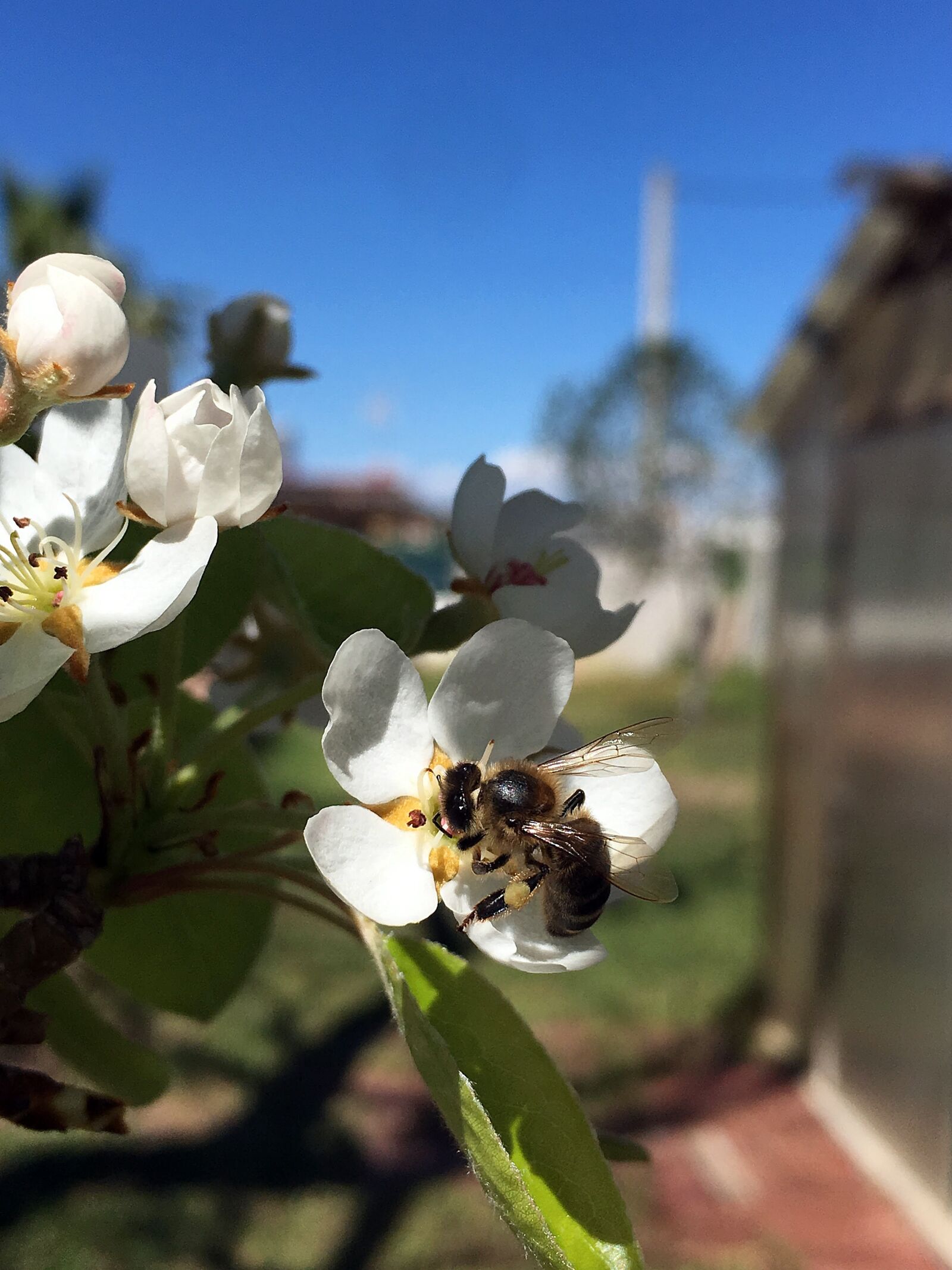 Apple iPhone 6s Plus sample photo. Bee, flower, spring photography