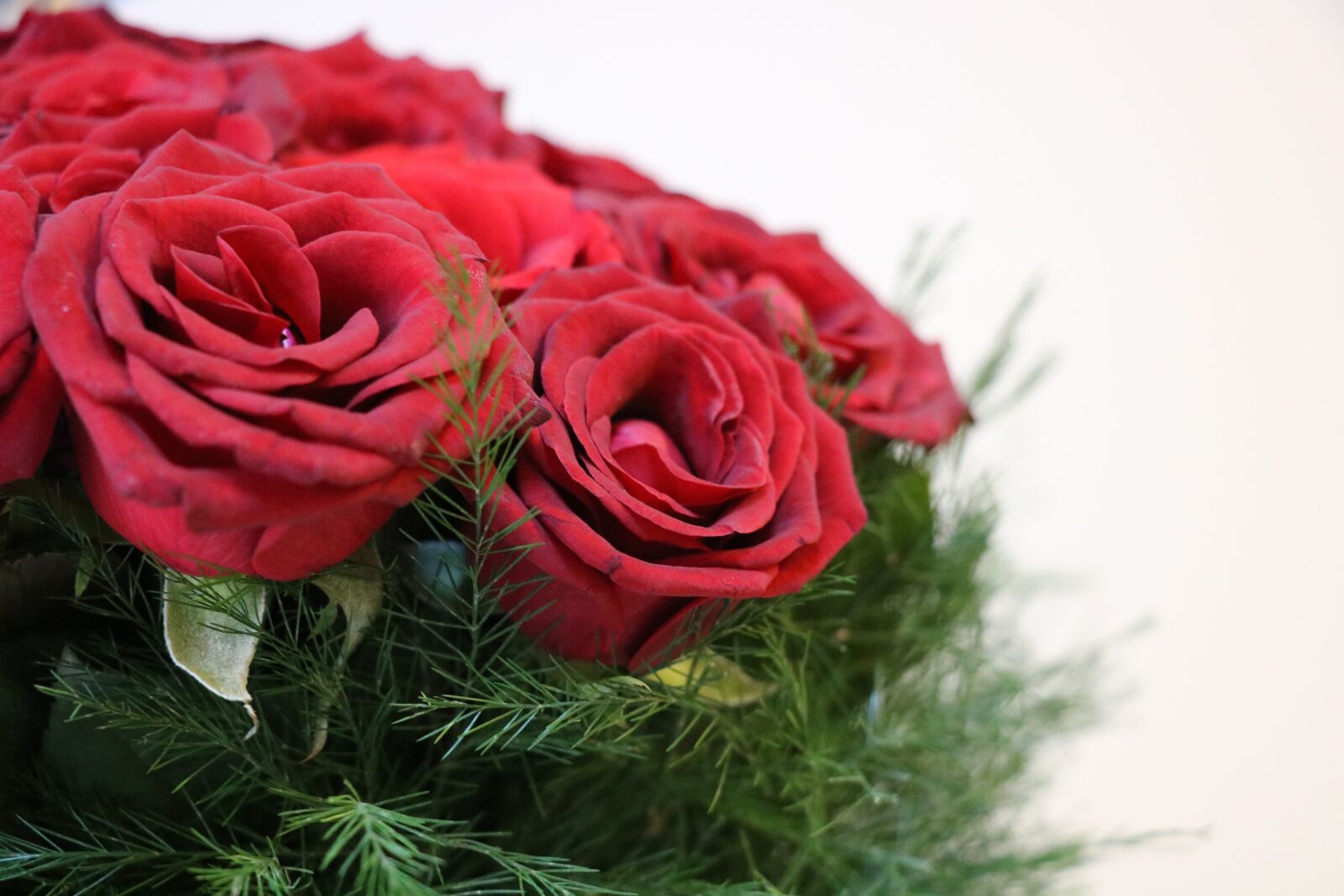 Canon EOS 750D (EOS Rebel T6i / EOS Kiss X8i) sample photo. Rose, flower, romantic photography