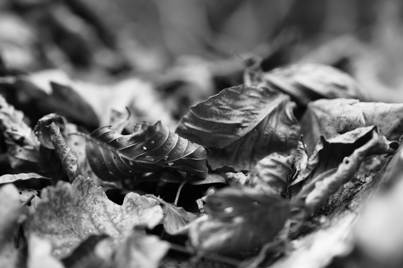 Panasonic Lumix DMC-GH4 sample photo. Leaves, black and white photography