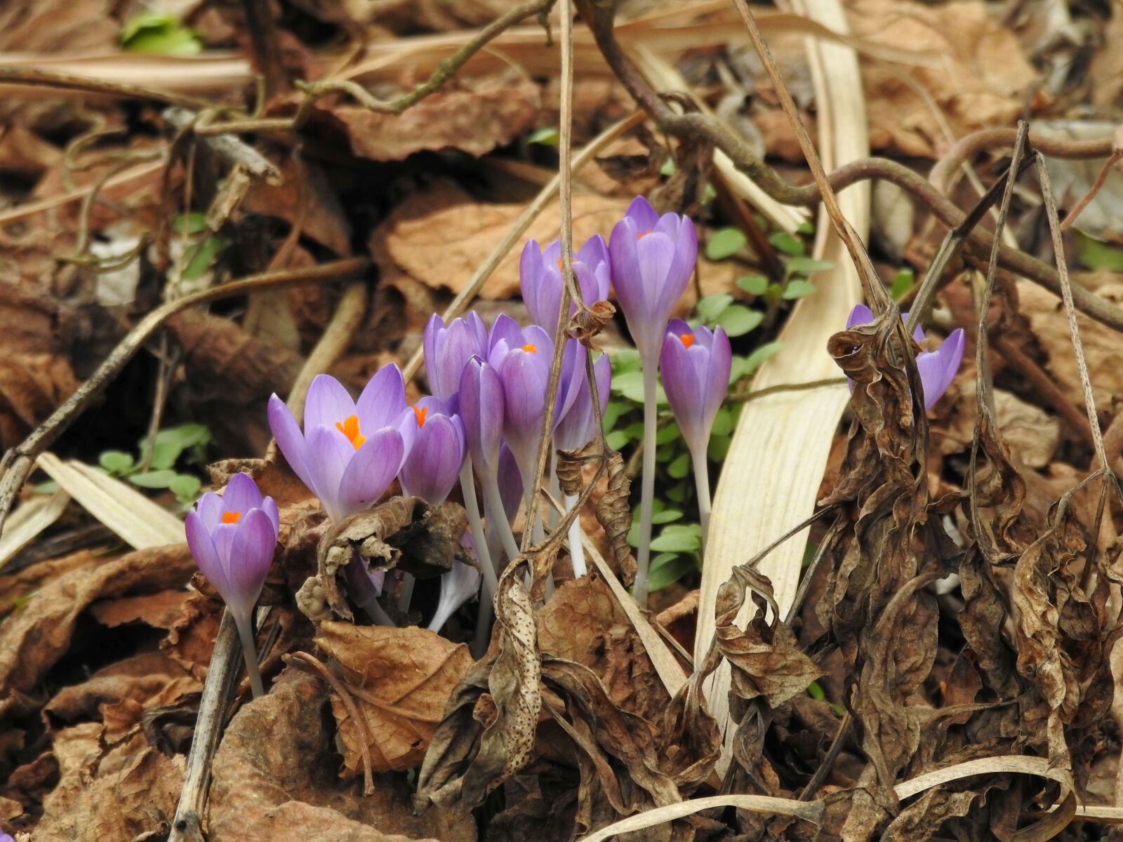 Nikon Coolpix P900 sample photo. Crocus, violet, tender photography