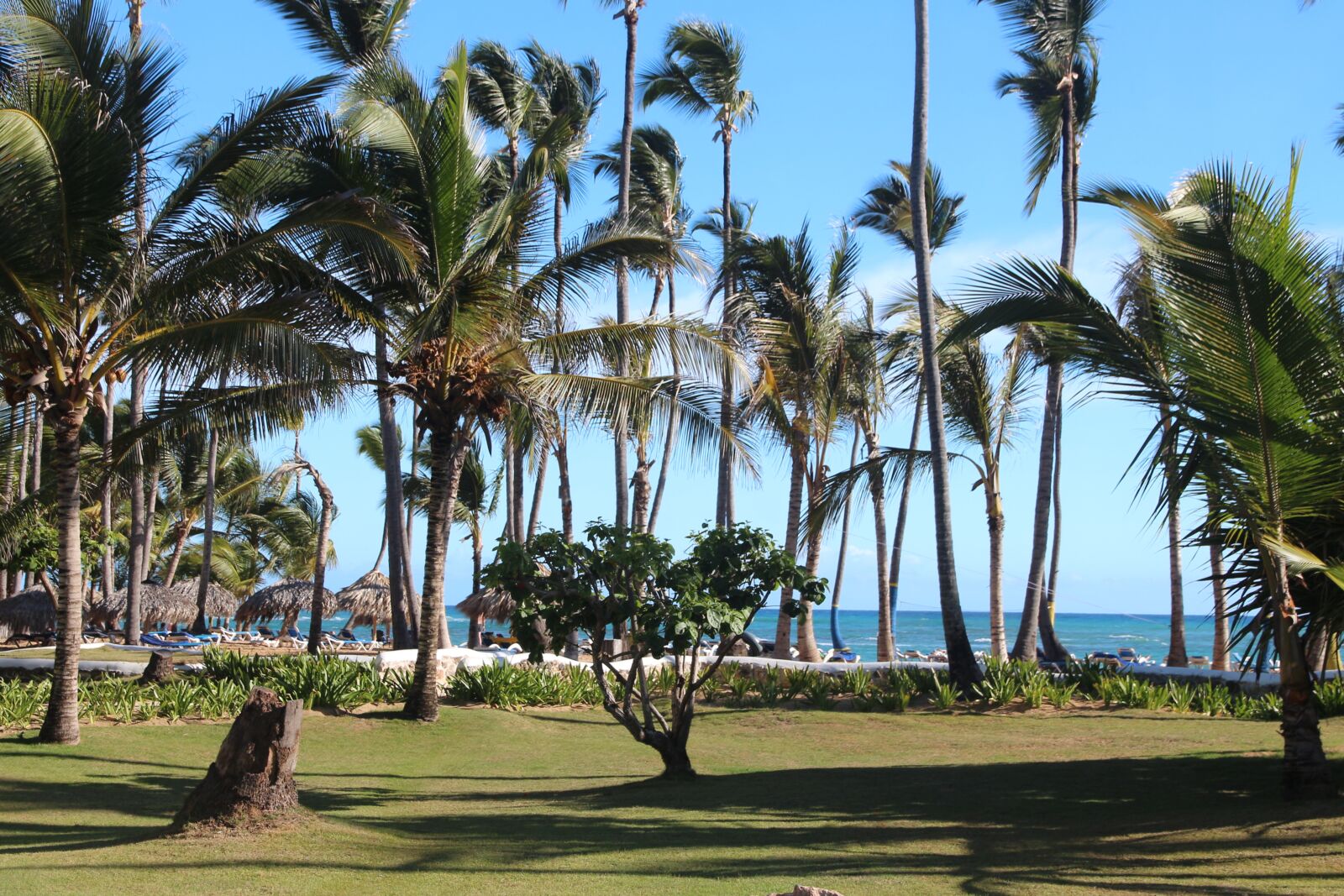 Canon EOS 650D (EOS Rebel T4i / EOS Kiss X6i) sample photo. Palm trees, sky, sea photography