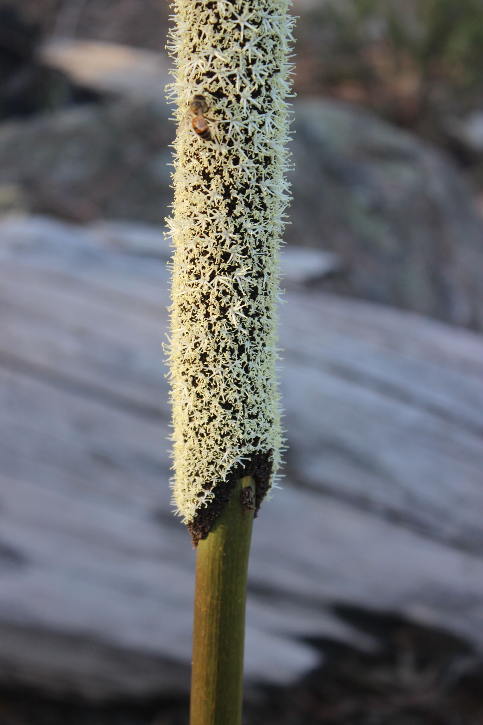 Canon EOS 600D (Rebel EOS T3i / EOS Kiss X5) sample photo. Xanthorrea, bush flower, australian photography