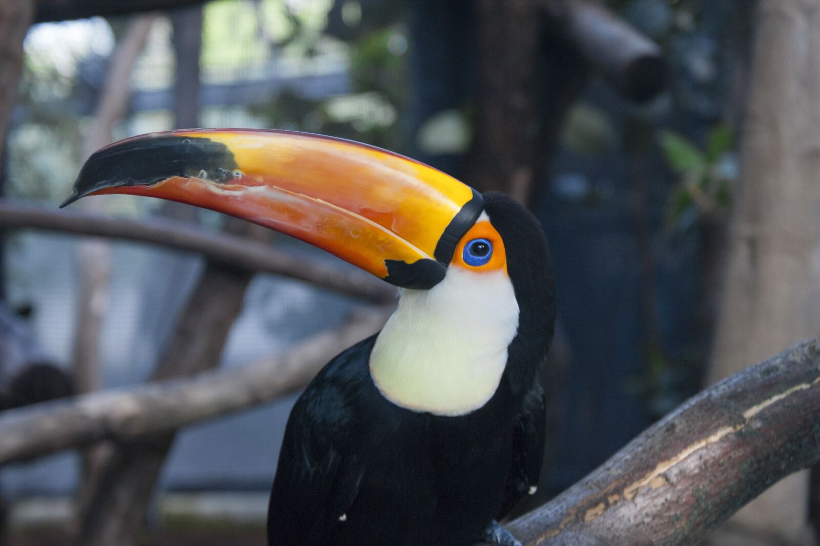 Sony Alpha DSLR-A350 + Sony DT 18-70mm F3.5-5.6 sample photo. Toucan, bird, exotic photography
