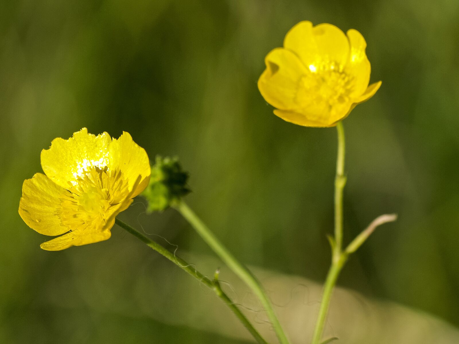 Olympus E-3 sample photo. Buttercup, flower, blossom photography