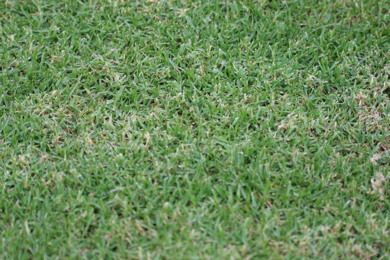 Canon EOS 7D Mark II sample photo. Field, garden, grass, green photography
