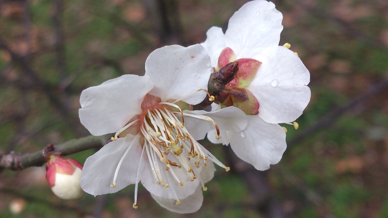 Sony Ericsson Xperia S sample photo. White, peach blossom, close photography