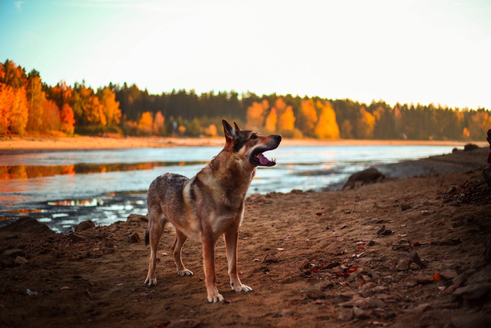 Canon EF 50mm F1.8 II sample photo. Dog, alsatian, animal photography