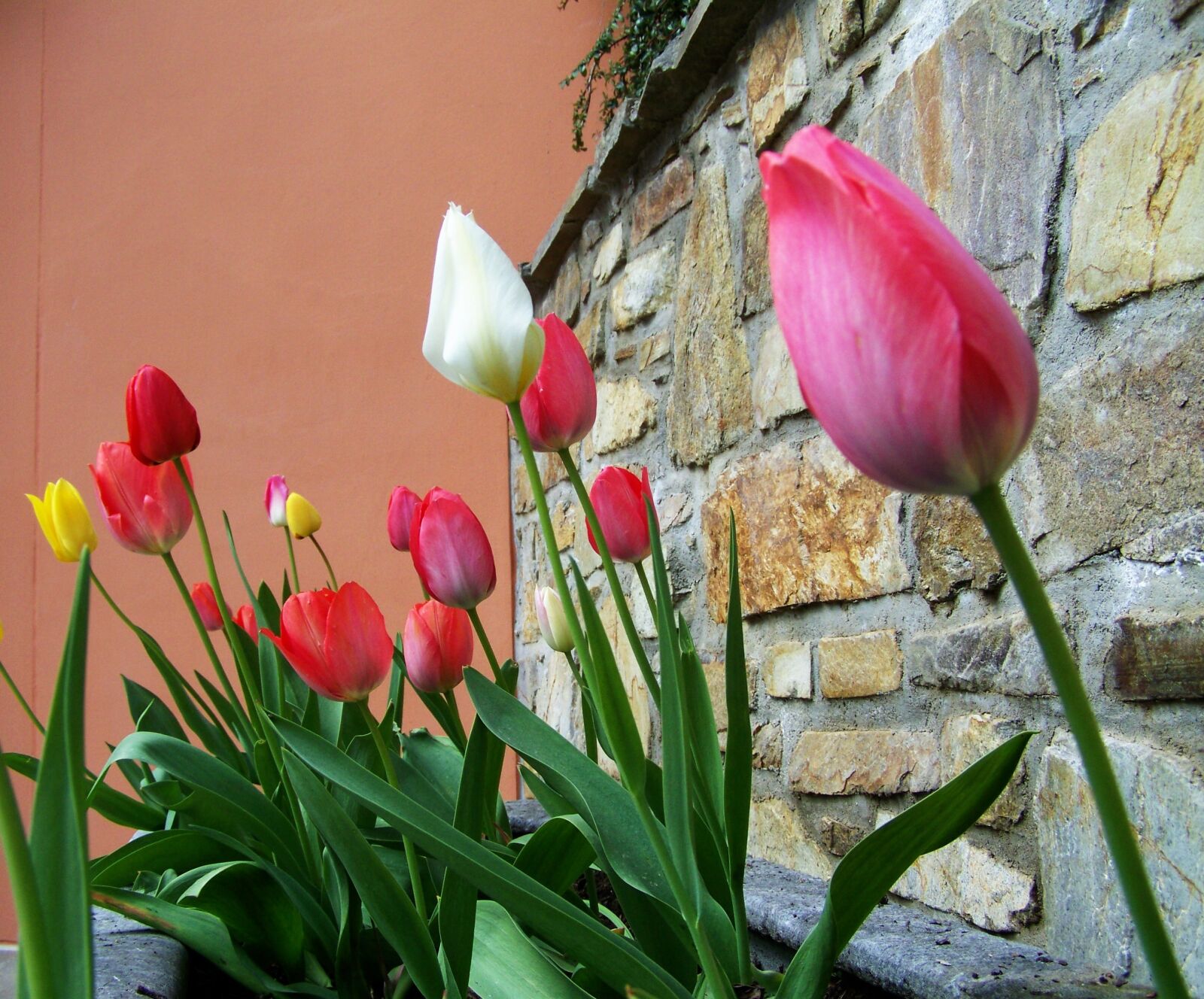Kodak EASYSHARE ZD710 ZOOM DIGITAL CAMERA sample photo. Tulips, spring flower, onion photography