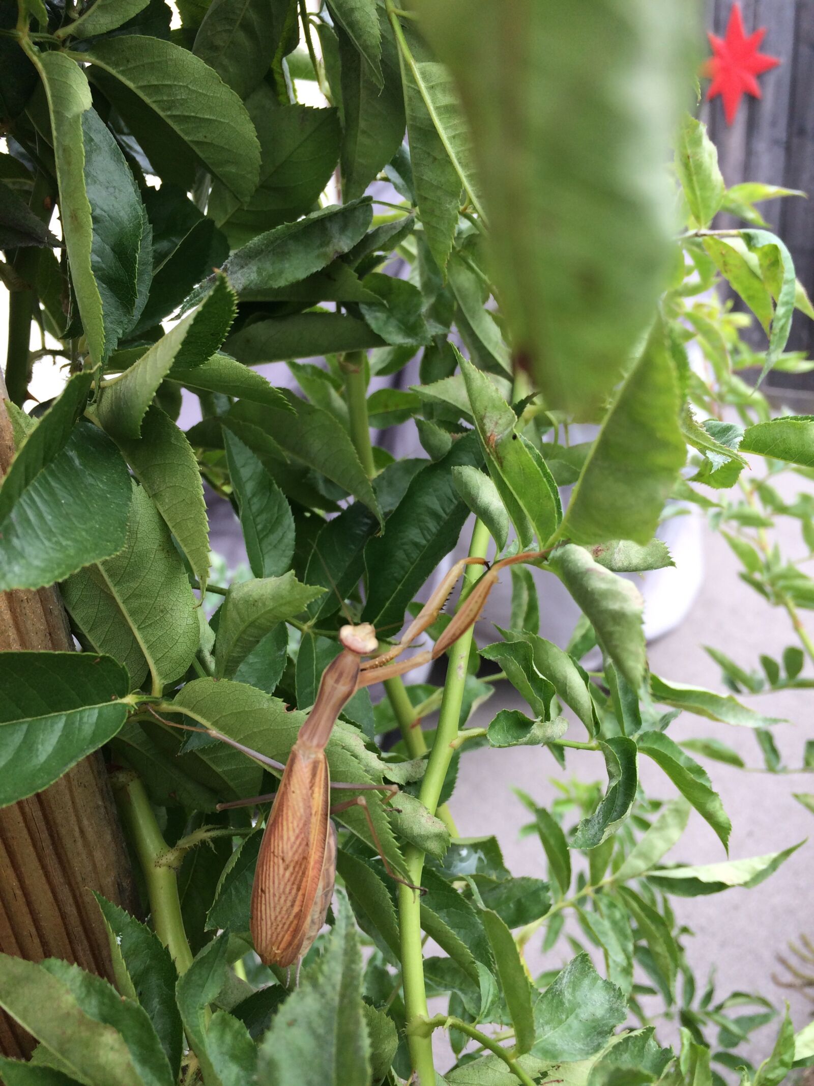 iPhone 5s back camera 4.15mm f/2.2 sample photo. Praying mantis, insect, spider photography