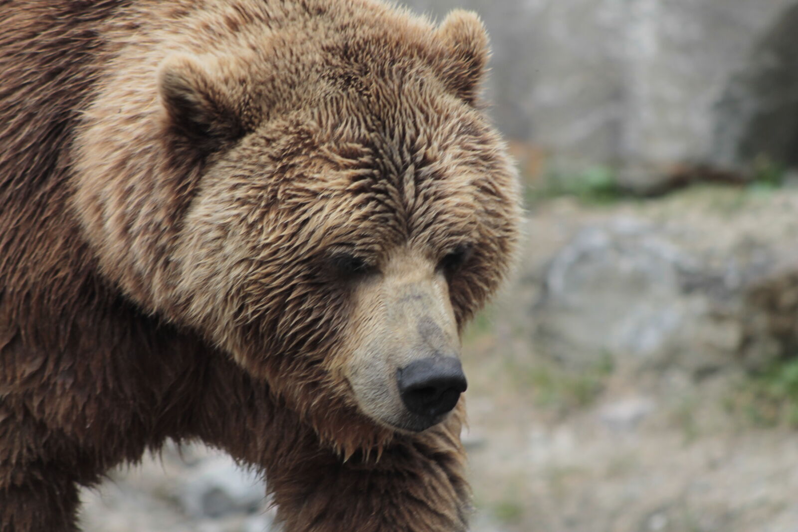 Canon EOS 1100D (EOS Rebel T3 / EOS Kiss X50) sample photo. Bear, brown, bear photography