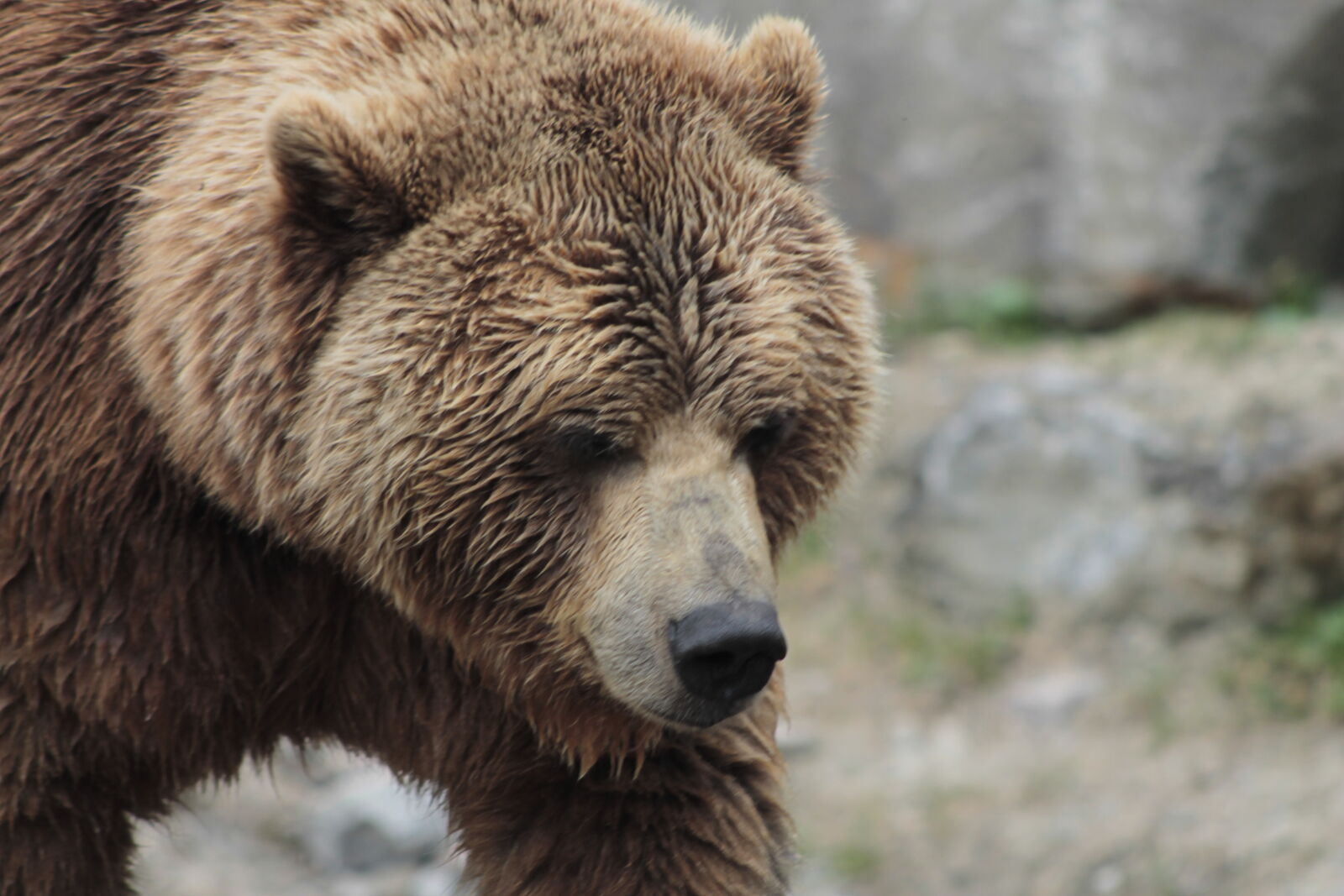 Canon EOS 1100D (EOS Rebel T3 / EOS Kiss X50) + Canon EF 75-300mm f/4-5.6 USM sample photo. Bear, brown, bear photography