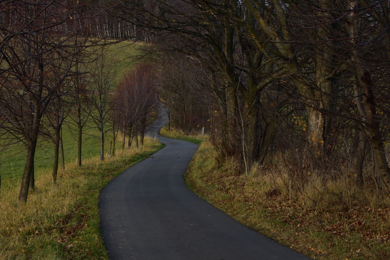 Nikon D3400 sample photo. Winding road, nature, trees photography