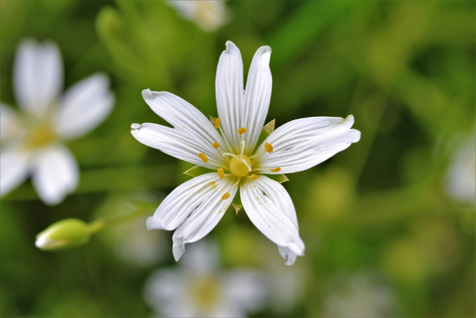 Canon EF-S 35mm F2.8 Macro IS STM sample photo. Stellaria holostea, star ming photography