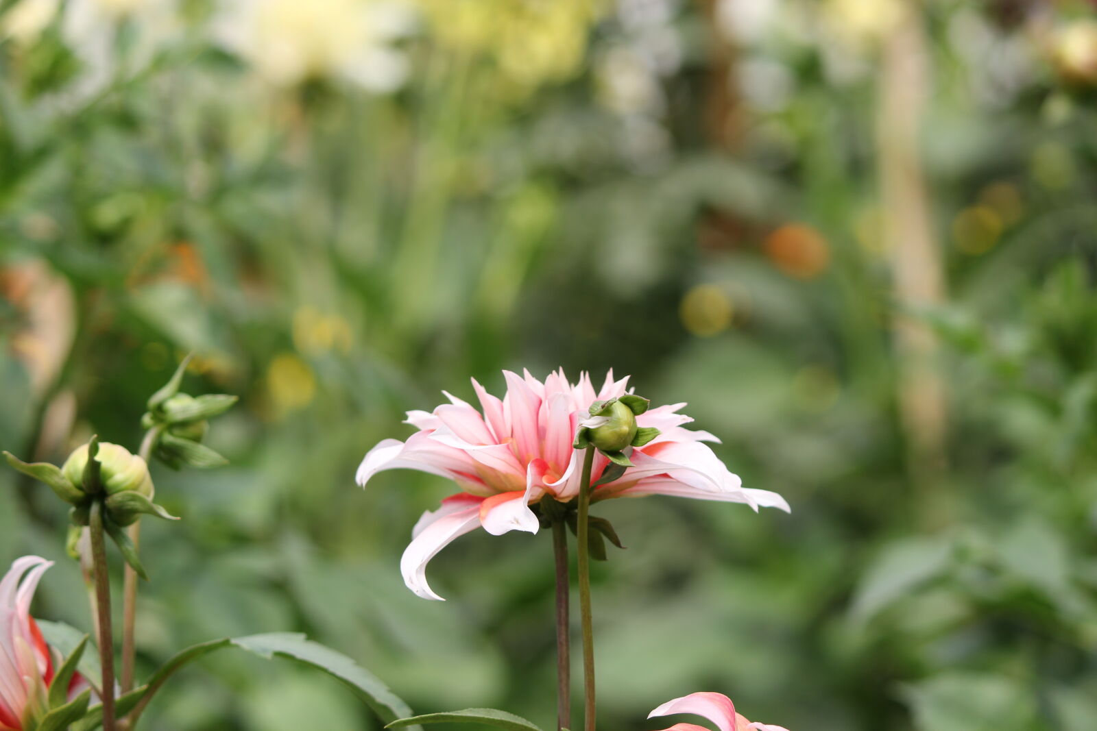 Canon EF-S 55-250mm F4-5.6 IS II sample photo