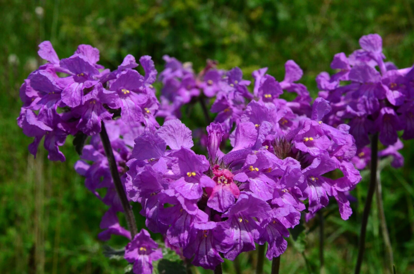 Nikon D5100 sample photo. Nature, flower, plant photography