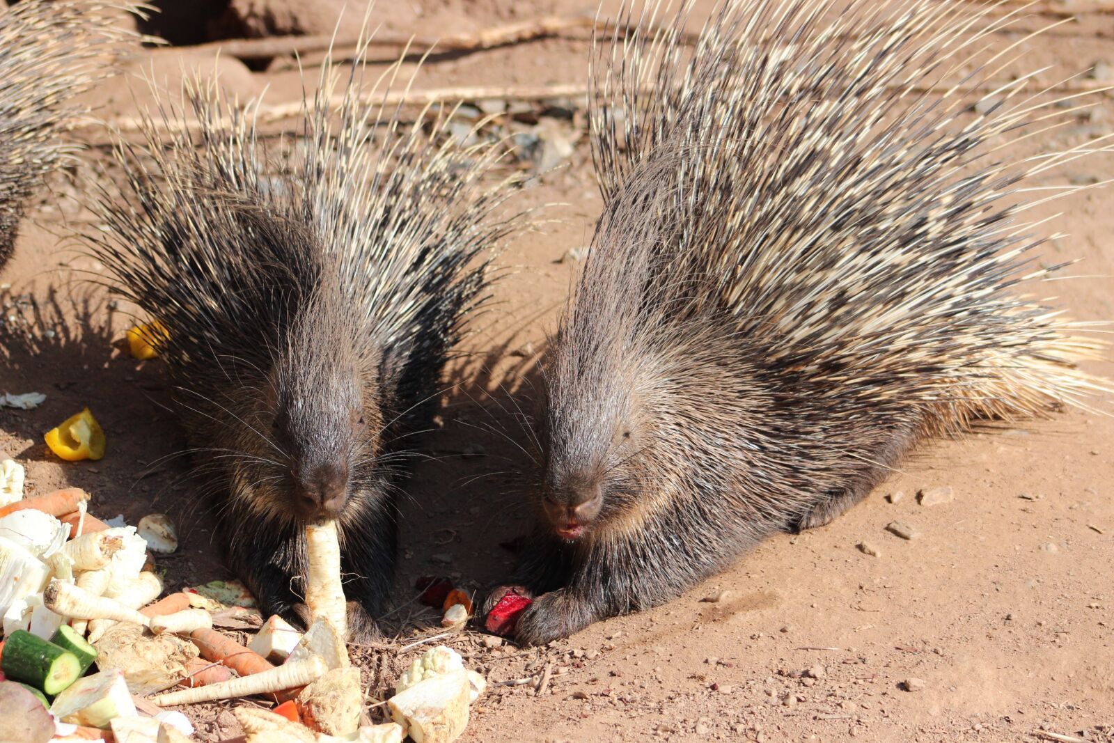 Canon EOS 600D (Rebel EOS T3i / EOS Kiss X5) sample photo. Porcupine, animal, mammal photography