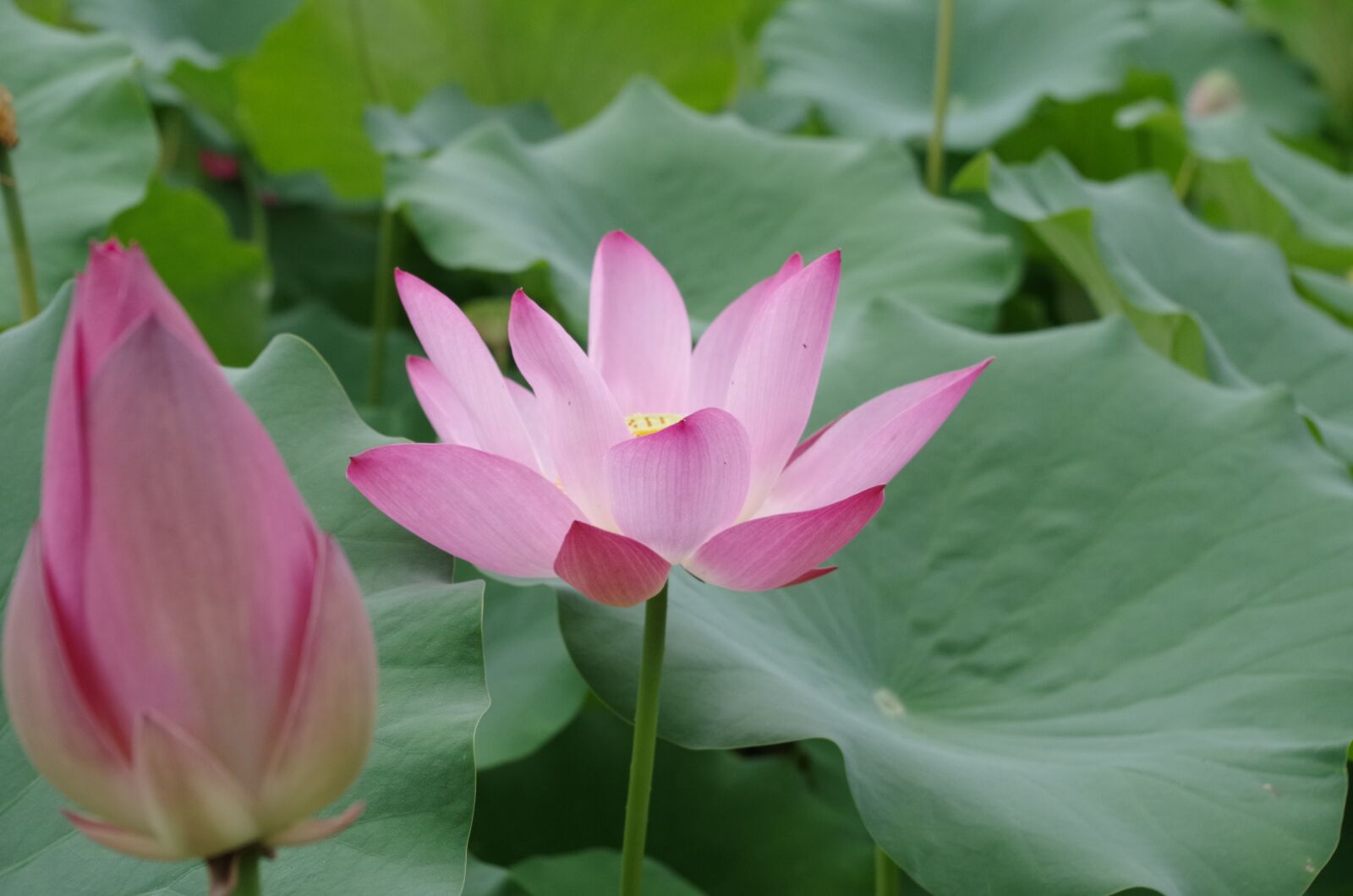 Pentax K-30 sample photo. Lotus, beautiful, green photography