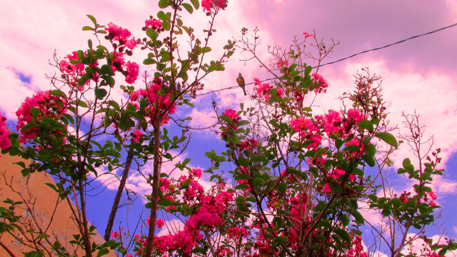 Canon PowerShot SX160 IS sample photo. Garden, flowers, color photography