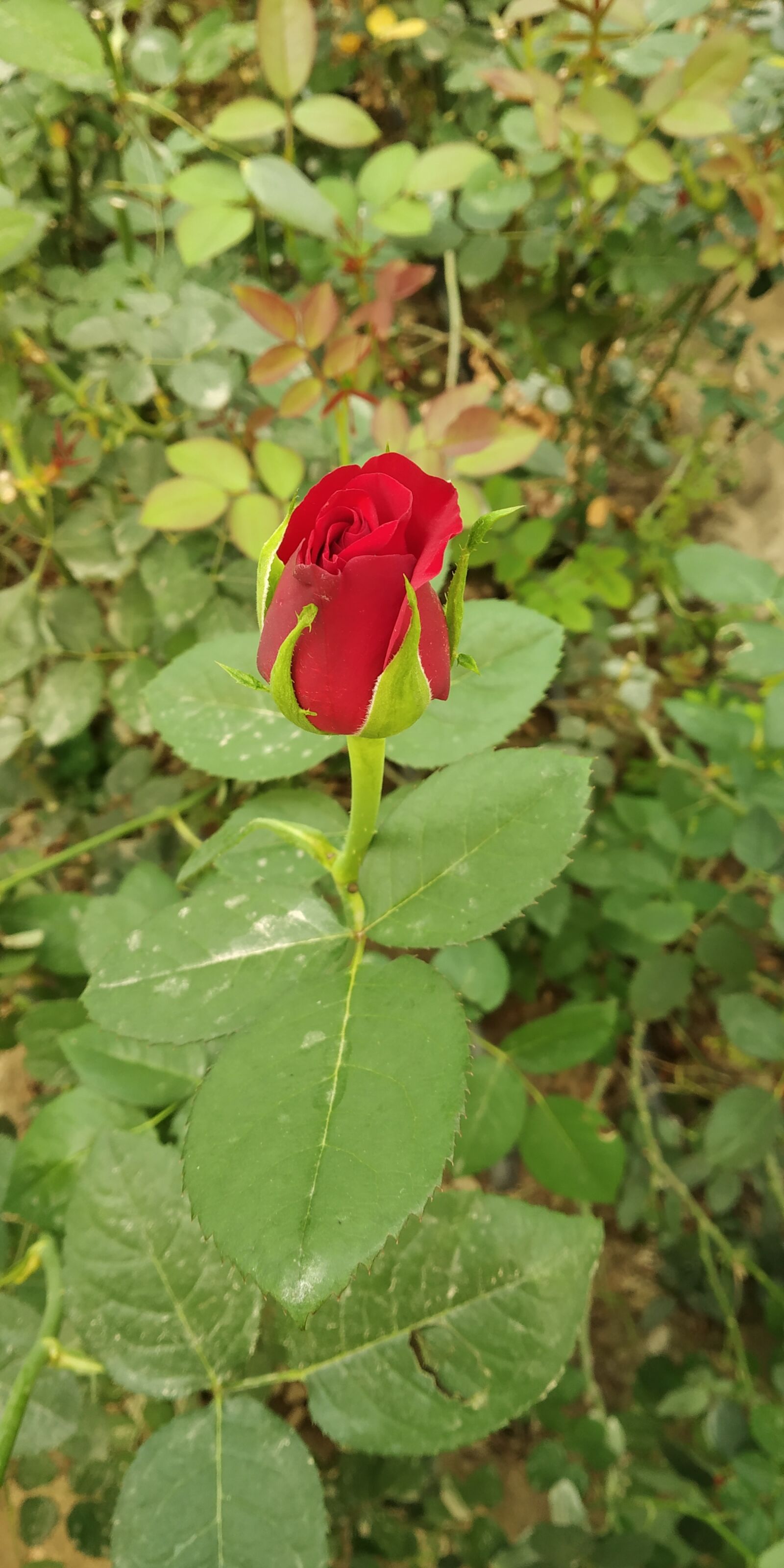 Xiaomi Redmi Note 5 Pro sample photo. Leaf, flower, flora photography