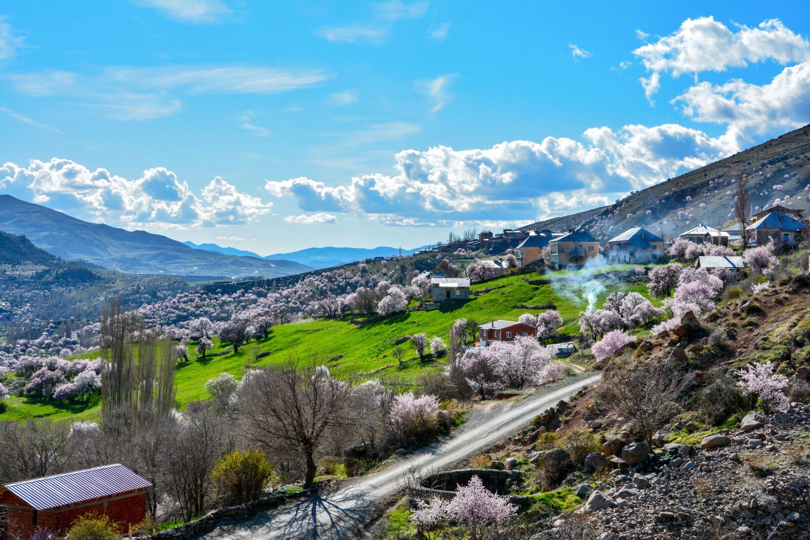 Nikon D7100 sample photo. Spring, almond trees, almond photography