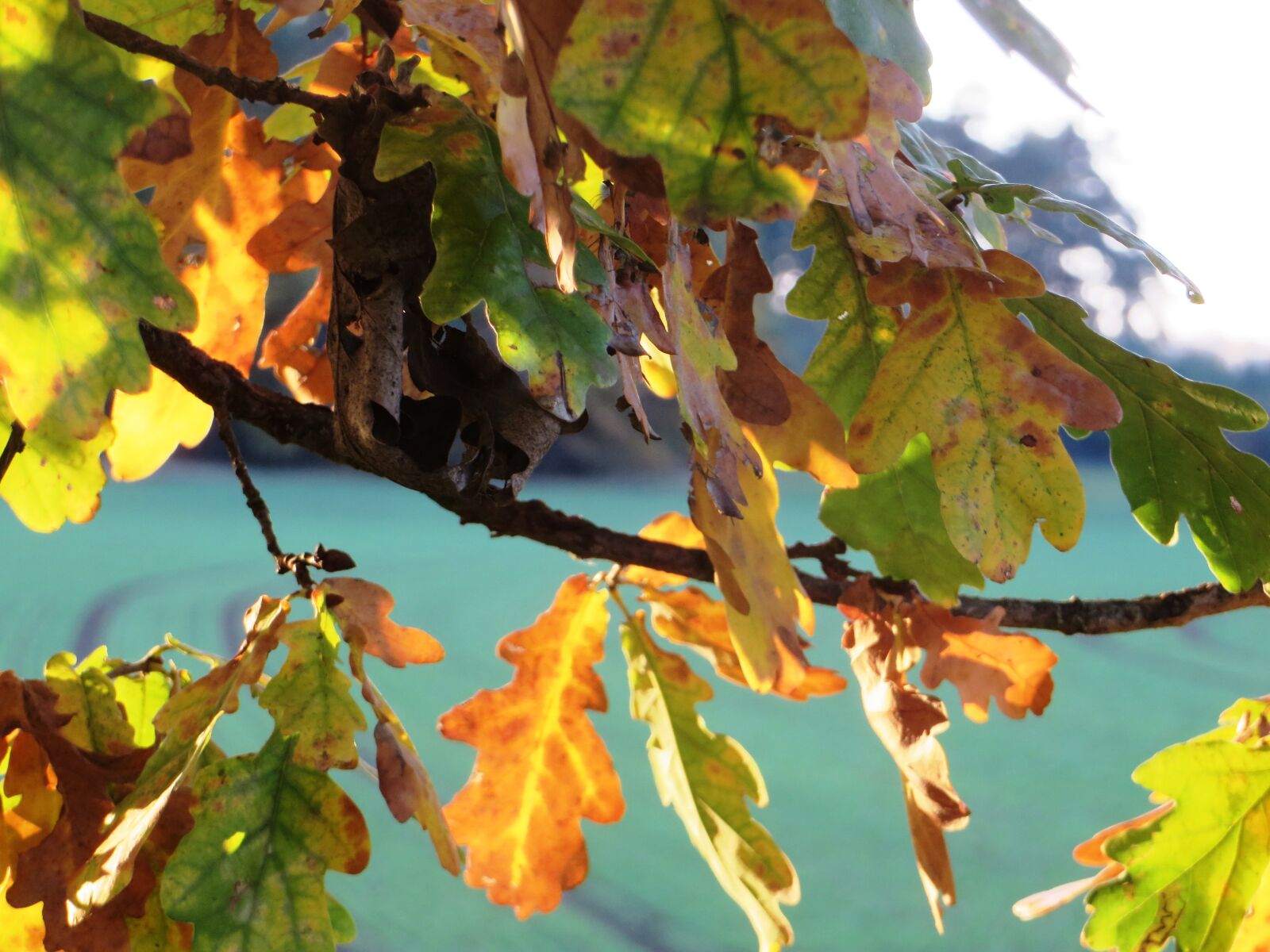 Canon PowerShot SX270 HS sample photo. Autumn, light, leaves photography