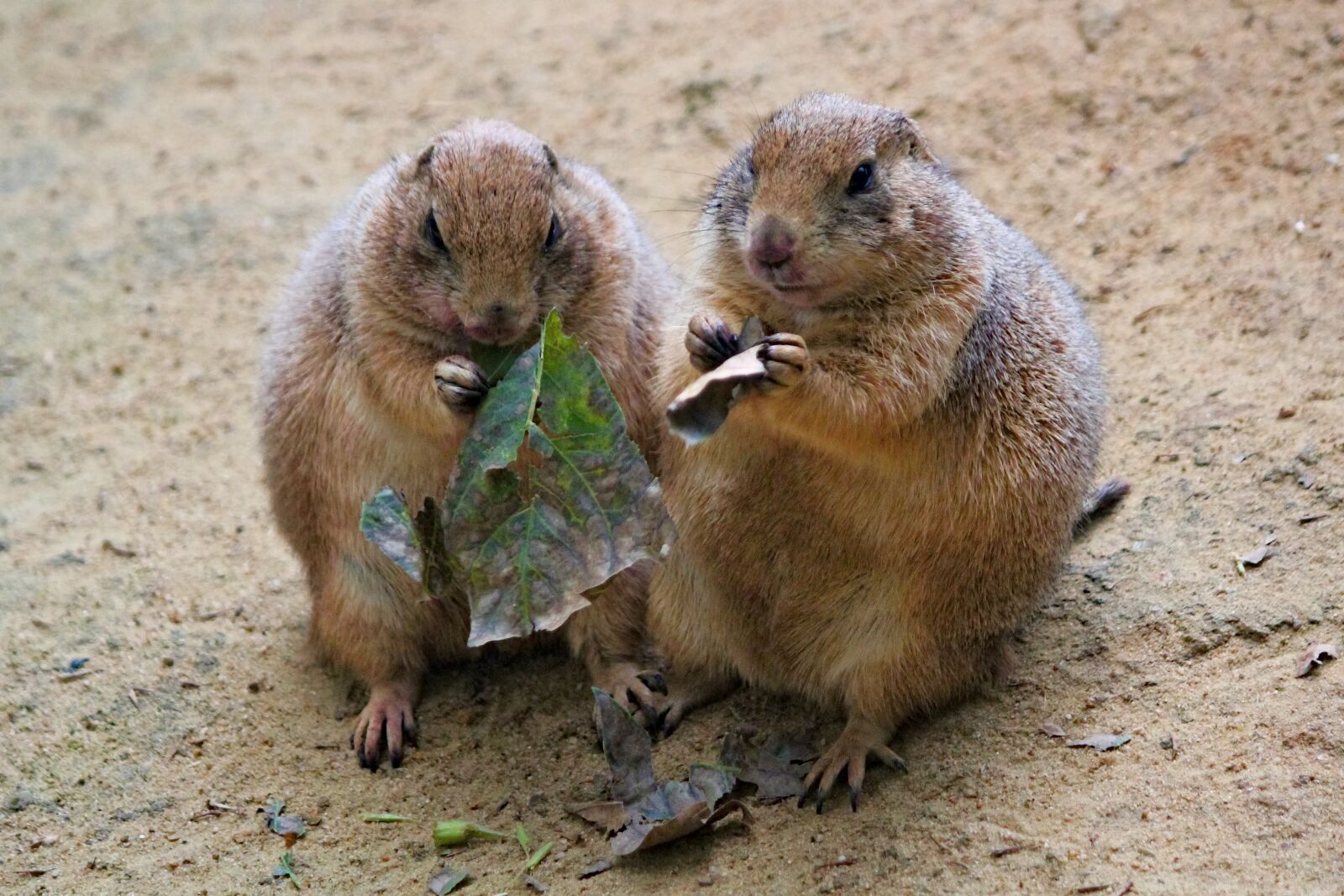 Canon EOS 550D (EOS Rebel T2i / EOS Kiss X4) sample photo. Prairie dogs, rodents, a photography