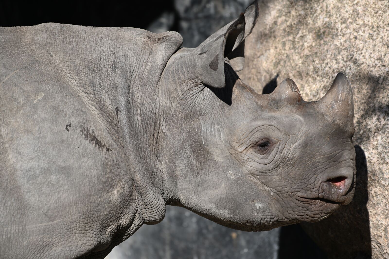 Nikon Z7 sample photo. Rhino, zoo, africa photography